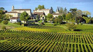 Vineyard in St Emillion